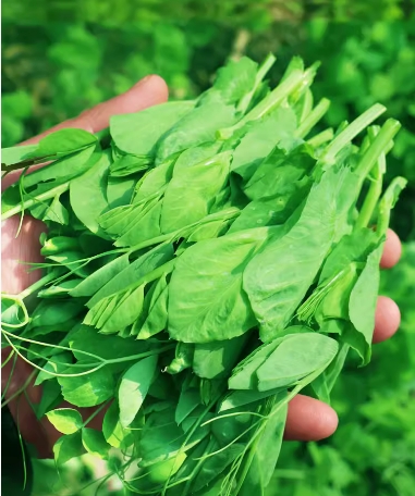 大量批發(fā)四川豌豆尖 長(cháng)期供貨火鍋店 連鎖酒店