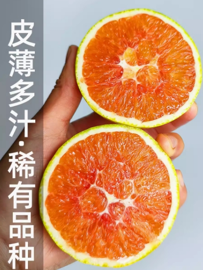 急售 28000斤云南玉溪血橙 品質(zhì)好 價(jià)格低