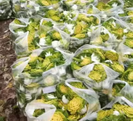 20000斤黃心菜農家烏塌菜菊花心菜 批量出售 品相上乘