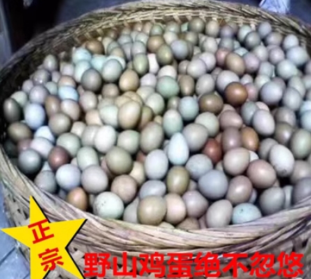 批發(fā)七彩山雞蛋 生態(tài)養殖  產(chǎn)量穩定  價(jià)格合適