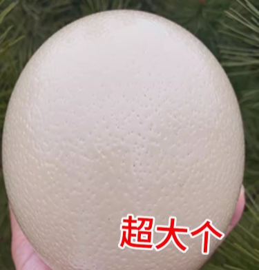 長(cháng)期供應 非洲鴕鳥(niǎo)蛋  （品種） 個(gè)頭大 味道好