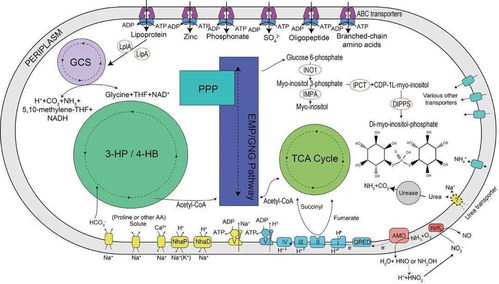 中國(guó)海洋大學(xué)在馬里亞納海溝深淵微生物研究領(lǐng)域取得新突破